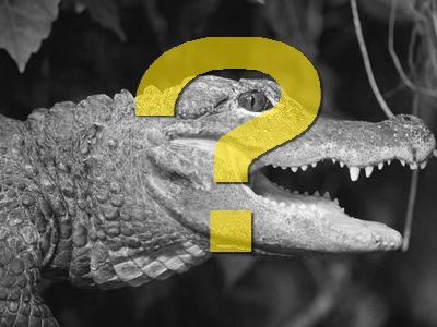 ワニではなかった00