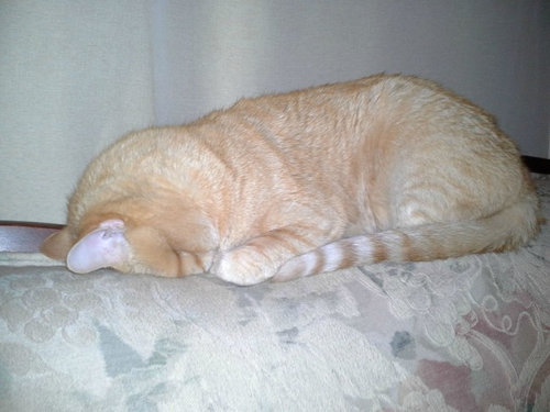 猫の「香箱座り」をパンの塊という理由08