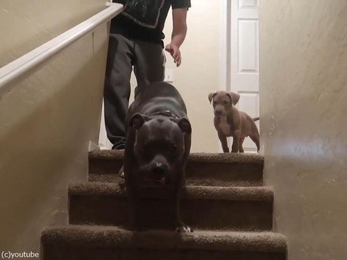 子犬が初めて階段を下りる