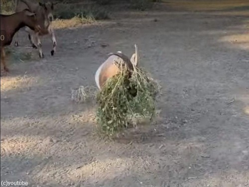 草が歩いてると思ったら…ヤギだった（動画）