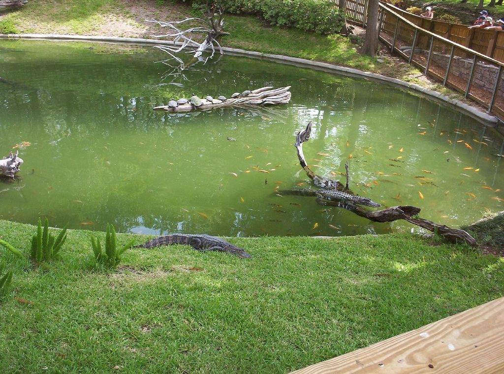 見てくれ この亀たちすごいぞ 話題を独占していた写真 らばq