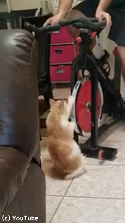 猫、飼い主のエクササイズをお手伝い02