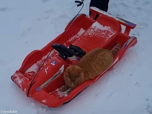 猫がソリに乗り込んで待機…動き出すとどうなる!?（動画）