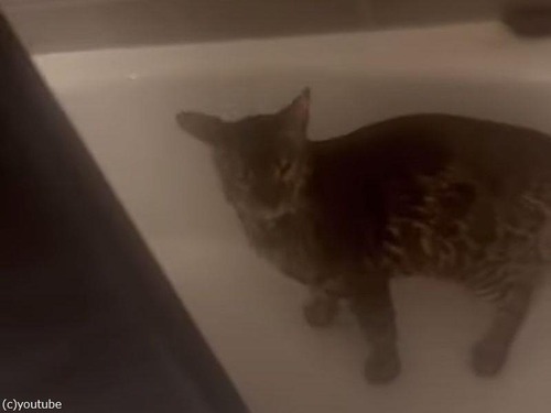 シャワー大好き猫