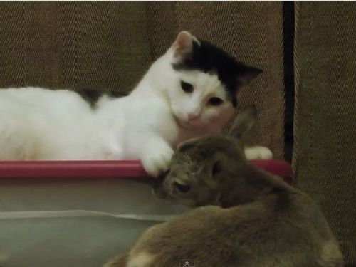 猫の親分と小羊の子分01