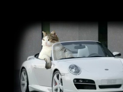 余裕のある猫04