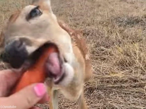 ニンジンにむしゃぶりつく子鹿