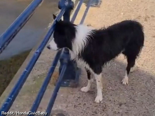 「優秀すぎる…」海辺に投げたボールを犬が遠路はるばる取りに行く