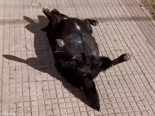 歩道でひっくり返っていた犬に近づいてみると…ぐっすり熟睡していた（動画）