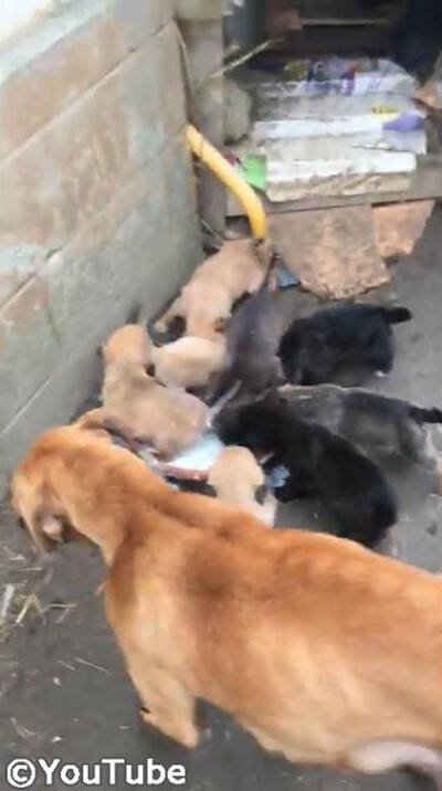 ボウルいっぱいのミルクに集まる子犬たち!焦り過ぎて…04