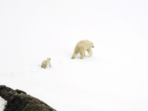 白クマ親子01