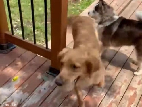 独りでボール遊びする犬