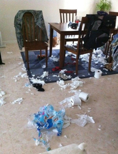 ペットのいたずら13