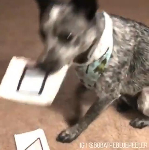 図形を理解するお利口ワンコ03