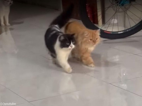 並んで歩く猫2匹が…完全に同期するとき（動画）