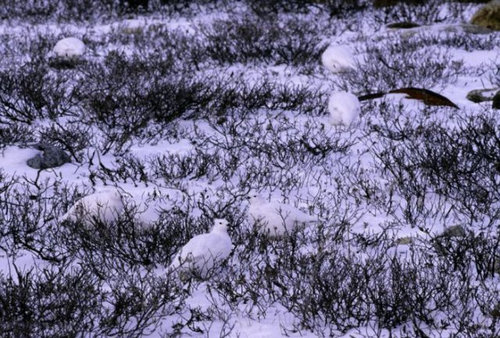 動物はどこ？14