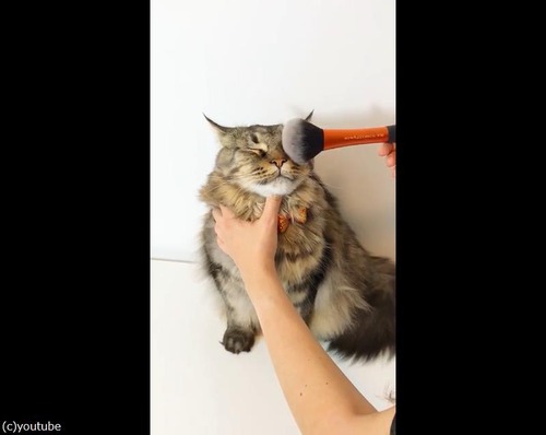 �֥饷�˥��åȥ�Ĥ�ǭ����04