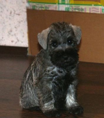 ������Ĺ26