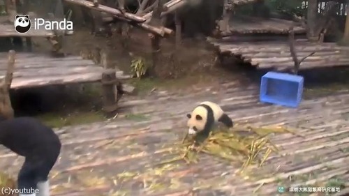 かまってほしくて仕方がないパンダ04