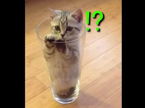 猫にガラスのコップ00