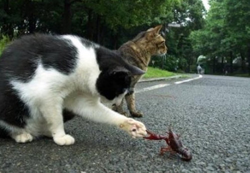 チャレンジャーな猫10