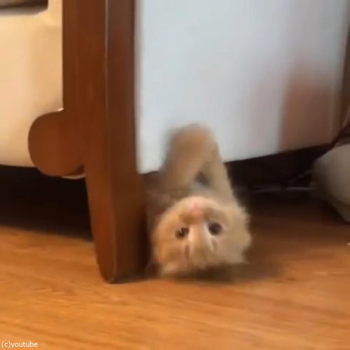 ������ǭ�ϸƤ֤ȡĥ˥󥸥�Τ褦���о줹��04