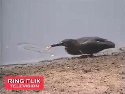 エサをつかって魚をとる鳥