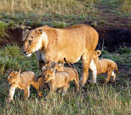ライオンに8匹の赤ちゃん01