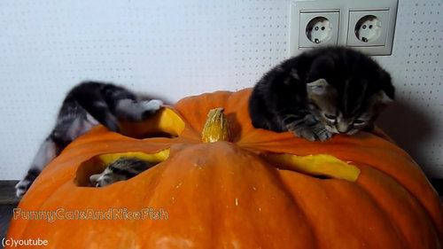 かぼちゃが猫ホイホイ04