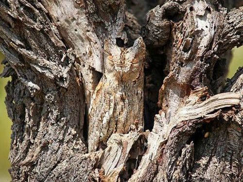 フクロウの保護色01