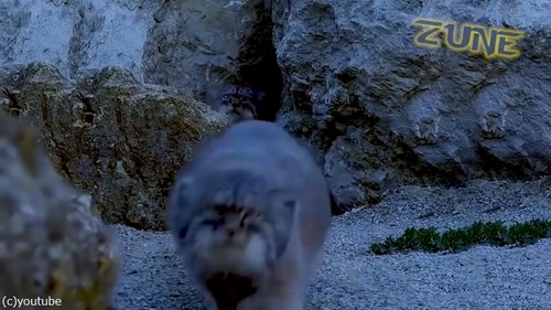 眠れない夜におすすめのマヌルネコ動画05