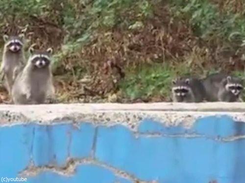 アライグマがモグラたたきみたいなことに06