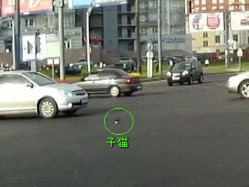 道路で危機一髪の子猫00