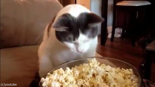 作りたてのポップコーンと猫02