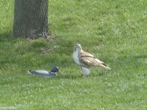 �ǥ�������03