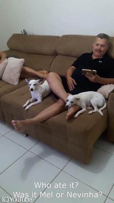 サンダルをかじったのは誰?バレバレな犯人01