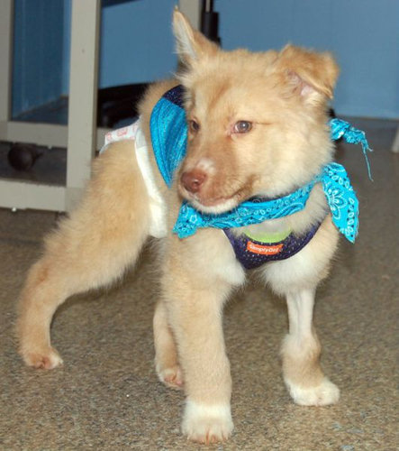 子犬を拾った12