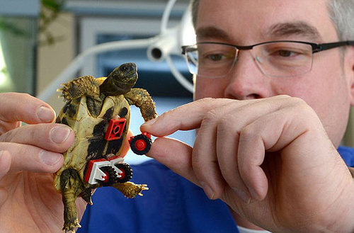 歩けない亀にレゴの補助輪02