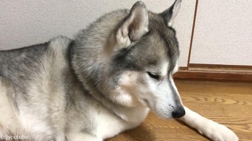 ��Ǥ���Ⱦд�ˤʤ�ϥ�����04