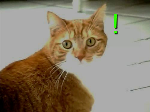 こっち見んな動物