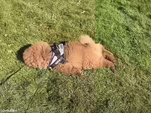 「ああ、たまらない…」晴れた日の芝生が気持ち良くて顔を埋める犬（動画）
