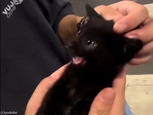 見た目はキュートな子猫だけど…鳴き声はクール