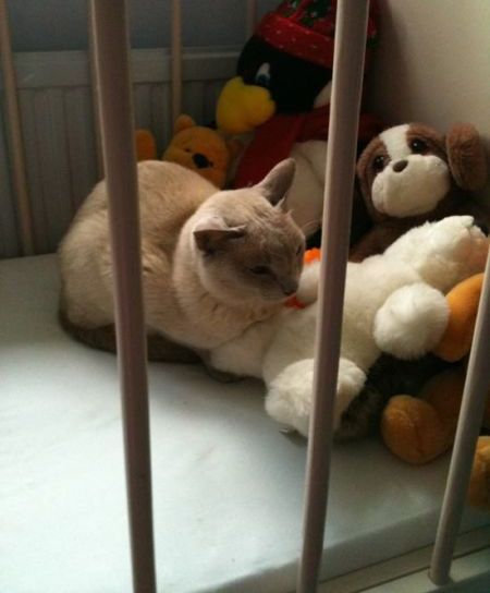 うちの猫じゃない16