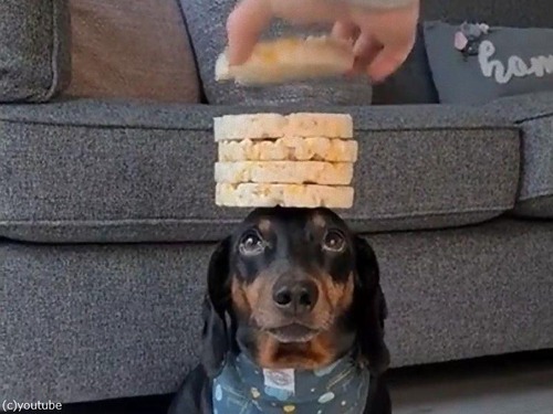 Ƭ�ξ��8��Τ��ߤ�褻�븤03