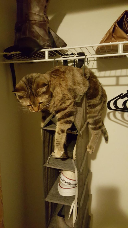 ドジだけどかわいい動物たち10