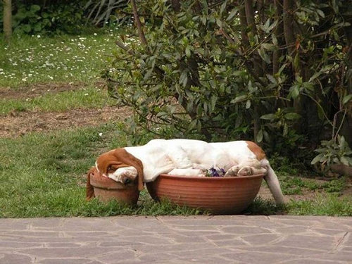 犬たちよ その寝相で大丈夫なのか 心配になるほどぐっすり眠る写真25枚 らばq 犬たちよ その寝相で大丈夫なのか 心配になるほどぐっすり眠る写真25枚 らばq