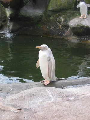ペンギン20