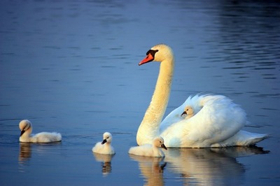 スワンボート01