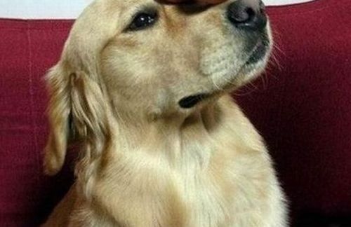 卵犬00