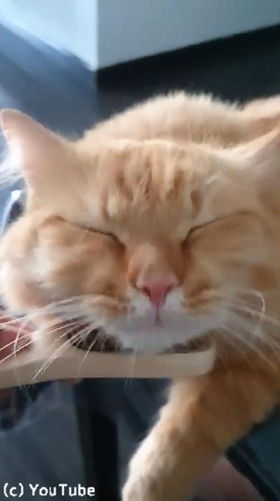 ブラシに夢中な猫、世界一幸せそう03